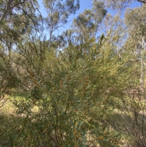 Daviesia mimosoides subsp. mimosoides at Garran, ACT - 2 Oct 2023 03:15 PM