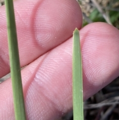 Lomandra bracteata (Small Matrush) at Hughes Garran Woodland - 2 Oct 2023 by Tapirlord