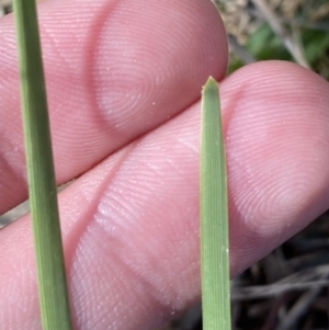 Lomandra bracteata at Garran, ACT - 2 Oct 2023