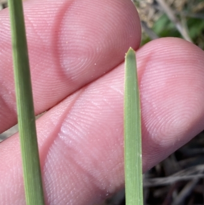 Lomandra bracteata (Small Matrush) at Red Hill to Yarralumla Creek - 2 Oct 2023 by Tapirlord