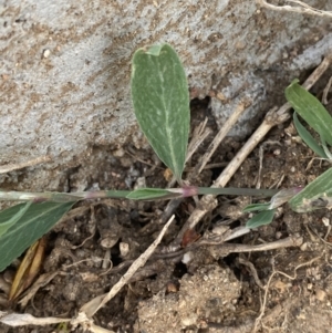 Polygonum aviculare at White Rock, NSW - 28 Sep 2023