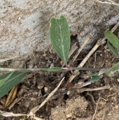 Polygonum aviculare at White Rock, NSW - 28 Sep 2023 05:33 PM