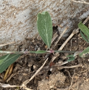 Polygonum aviculare at White Rock, NSW - 28 Sep 2023