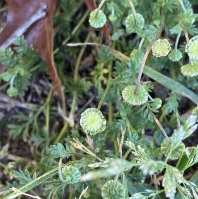 Cotula australis (Common Cotula, Carrot Weed) at White Rock, NSW - 28 Sep 2023 by Tapirlord