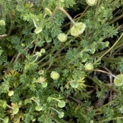 Cotula australis at White Rock, NSW - 28 Sep 2023 08:23 AM