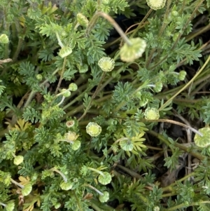 Cotula australis at White Rock, NSW - 28 Sep 2023 08:23 AM