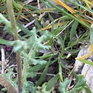 Senecio vulgaris at White Rock, NSW - 25 Sep 2023