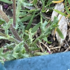 Senecio vulgaris at White Rock, NSW - 25 Sep 2023 08:03 AM