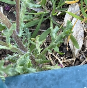 Senecio vulgaris at White Rock, NSW - 25 Sep 2023