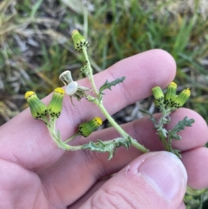 Senecio vulgaris at White Rock, NSW - 25 Sep 2023