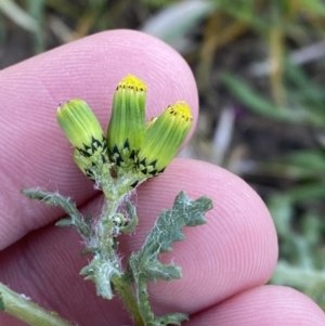 Senecio vulgaris at White Rock, NSW - 25 Sep 2023