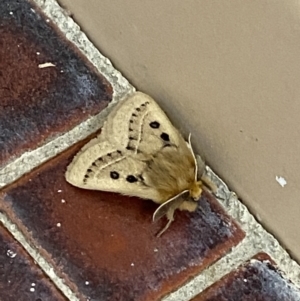 Anthela ocellata at White Rock, NSW - 24 Sep 2023