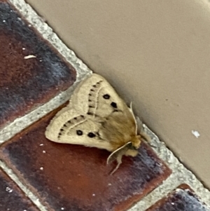 Anthela ocellata at White Rock, NSW - 24 Sep 2023 08:05 AM