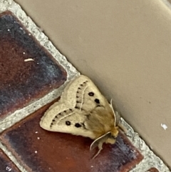 Anthela ocellata at White Rock, NSW - 24 Sep 2023 08:05 AM