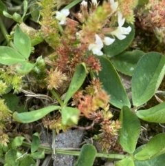 Crassula sieberiana (Austral Stonecrop) at Cowra, NSW - 23 Sep 2023 by Tapirlord