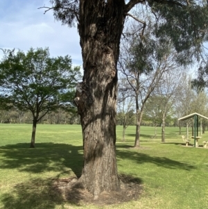 Eucalyptus nicholii at Cowra, NSW - 23 Sep 2023