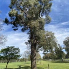 Eucalyptus nicholii at Cowra, NSW - 23 Sep 2023