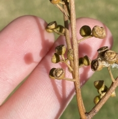 Eucalyptus nicholii at Cowra, NSW - 23 Sep 2023