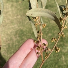 Eucalyptus nicholii at Cowra, NSW - 23 Sep 2023 02:46 PM