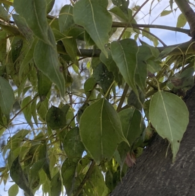 Brachychiton populneus subsp. populneus (Kurrajong) at Cowra, NSW - 23 Sep 2023 by Tapirlord