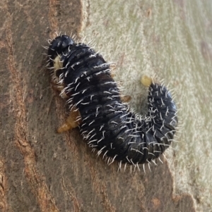 Perga sp. (genus) at Yass, NSW - 23 Sep 2023