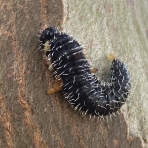 Perga sp. (genus) at Yass, NSW - 23 Sep 2023