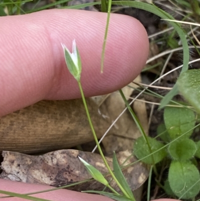 Moenchia erecta (Erect Chickweed) at Garran, ACT - 22 Sep 2023 by Tapirlord