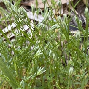 Moenchia erecta at Garran, ACT - suppressed