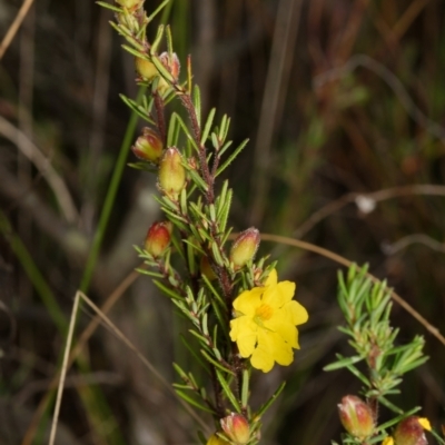 Hibbertia calycina (Lesser Guinea-flower) at Black Mountain - 1 Oct 2023 by RobertD