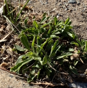 Erigeron sumatrensis at Garran, ACT - 22 Sep 2023