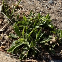 Erigeron sumatrensis at Garran, ACT - 22 Sep 2023