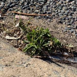 Erigeron sumatrensis at Garran, ACT - 22 Sep 2023