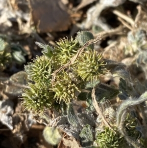 Medicago minima at Garran, ACT - 22 Sep 2023 03:54 PM