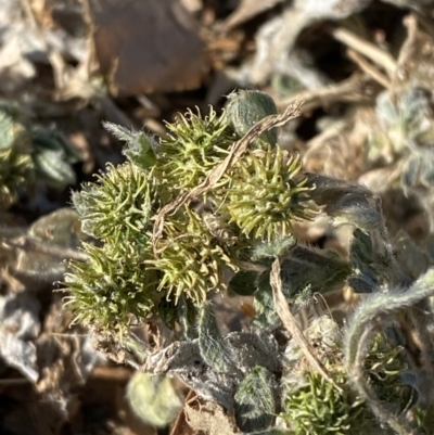 Medicago minima (Woolly Burr Medic) at Garran, ACT - 22 Sep 2023 by Tapirlord