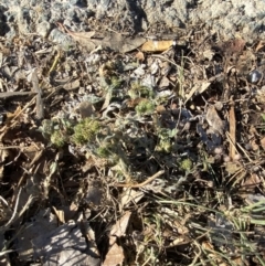 Medicago minima at Garran, ACT - 22 Sep 2023