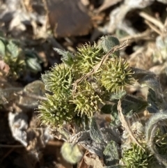 Medicago minima at Garran, ACT - 22 Sep 2023 03:54 PM