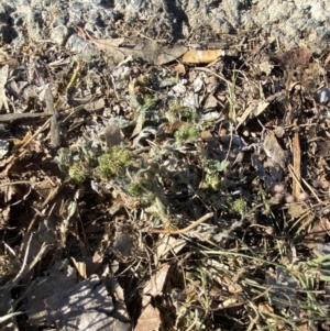 Medicago minima at Garran, ACT - 22 Sep 2023