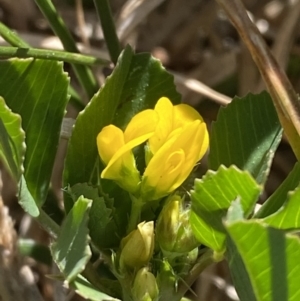 Medicago polymorpha at Garran, ACT - 22 Sep 2023