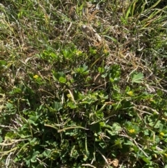 Medicago polymorpha at Garran, ACT - 22 Sep 2023