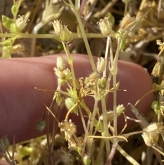 Stellaria media (Common Chickweed) at Garran, ACT - 22 Sep 2023 by Tapirlord