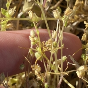 Stellaria media at Garran, ACT - 22 Sep 2023