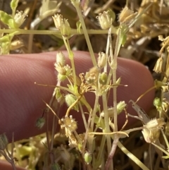 Stellaria media at Garran, ACT - 22 Sep 2023