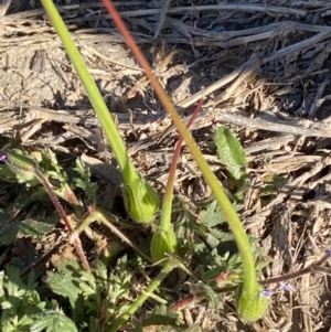 Erodium brachycarpum at Garran, ACT - 22 Sep 2023 03:45 PM