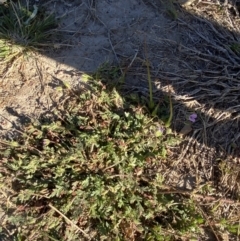 Erodium brachycarpum at Garran, ACT - 22 Sep 2023