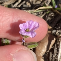 Erodium brachycarpum at Garran, ACT - 22 Sep 2023