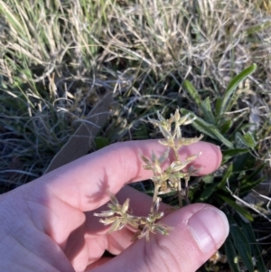 Cerastium glomeratum at Garran, ACT - 22 Sep 2023