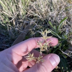 Cerastium glomeratum at Garran, ACT - 22 Sep 2023