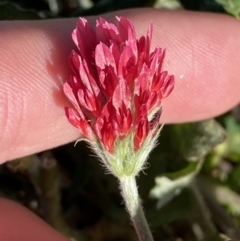 Trifolium incarnatum (Crimson Clover) at Garran, ACT - 22 Sep 2023 by Tapirlord