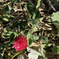 Trifolium incarnatum at Garran, ACT - 22 Sep 2023 03:41 PM