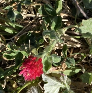 Trifolium incarnatum at Garran, ACT - 22 Sep 2023